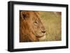 African Lion-Michele Westmorland-Framed Photographic Print