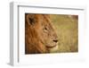 African Lion-Michele Westmorland-Framed Photographic Print