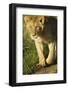 African Lion-Mary Ann McDonald-Framed Photographic Print