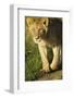 African Lion-Mary Ann McDonald-Framed Photographic Print