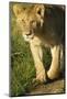 African Lion-Mary Ann McDonald-Mounted Photographic Print