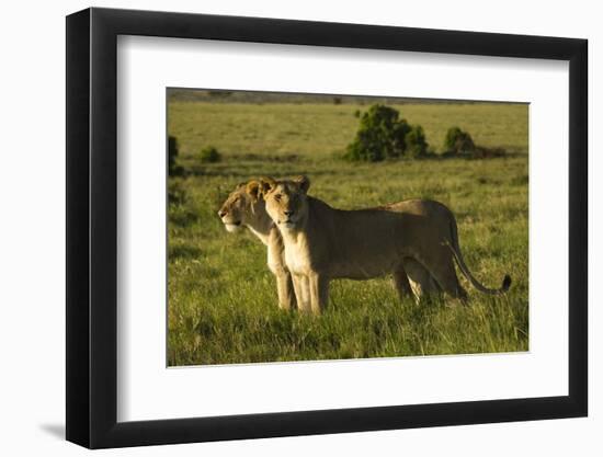 African Lion-Mary Ann McDonald-Framed Photographic Print