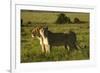 African Lion-Mary Ann McDonald-Framed Photographic Print