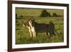 African Lion-Mary Ann McDonald-Framed Photographic Print