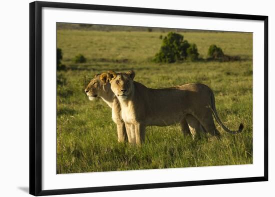 African Lion-Mary Ann McDonald-Framed Photographic Print
