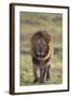 African Lion-DLILLC-Framed Photographic Print