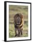 African Lion-DLILLC-Framed Photographic Print