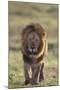 African Lion-DLILLC-Mounted Photographic Print