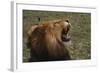 African Lion-DLILLC-Framed Photographic Print