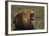 African Lion-DLILLC-Framed Photographic Print