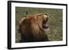 African Lion-DLILLC-Framed Photographic Print