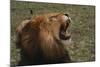 African Lion-DLILLC-Mounted Photographic Print