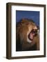 African Lion-DLILLC-Framed Photographic Print