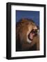 African Lion-DLILLC-Framed Photographic Print