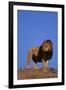 African Lion-DLILLC-Framed Photographic Print