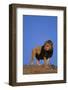 African Lion-DLILLC-Framed Photographic Print