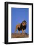 African Lion-DLILLC-Framed Photographic Print