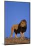 African Lion-DLILLC-Mounted Photographic Print