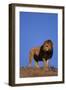 African Lion-DLILLC-Framed Photographic Print