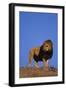 African Lion-DLILLC-Framed Photographic Print