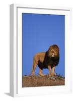 African Lion-DLILLC-Framed Photographic Print