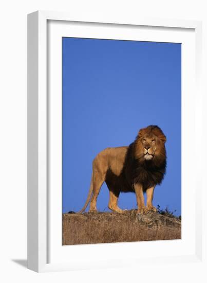 African Lion-DLILLC-Framed Photographic Print