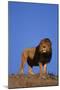 African Lion-DLILLC-Mounted Photographic Print