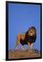 African Lion-DLILLC-Framed Photographic Print