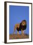 African Lion-DLILLC-Framed Photographic Print