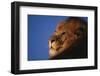 African Lion-DLILLC-Framed Photographic Print