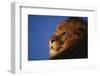 African Lion-DLILLC-Framed Photographic Print