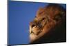 African Lion-DLILLC-Mounted Photographic Print