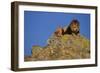 African Lion-DLILLC-Framed Photographic Print