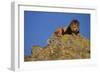 African Lion-DLILLC-Framed Photographic Print