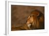 African Lion-DLILLC-Framed Photographic Print