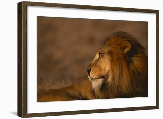 African Lion-DLILLC-Framed Photographic Print