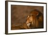 African Lion-DLILLC-Framed Photographic Print