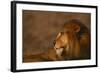 African Lion-DLILLC-Framed Photographic Print