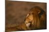 African Lion-DLILLC-Mounted Photographic Print