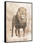 African Lion-Jace Grey-Framed Stretched Canvas