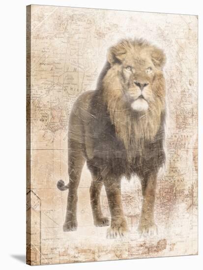 African Lion-Jace Grey-Stretched Canvas