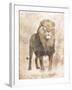 African Lion-Jace Grey-Framed Art Print