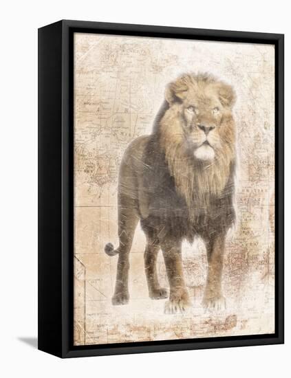 African Lion-Jace Grey-Framed Stretched Canvas