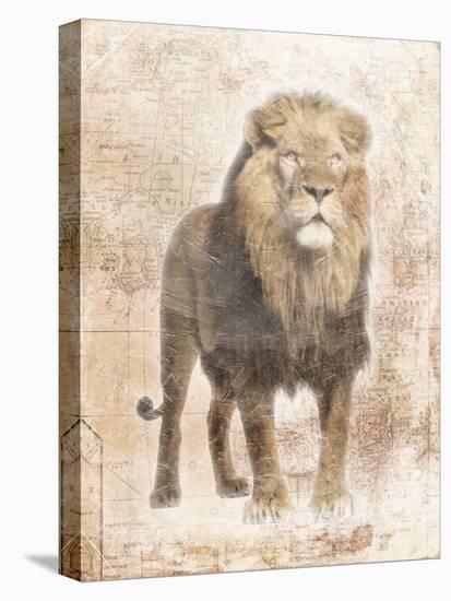 African Lion-Jace Grey-Stretched Canvas