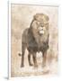 African Lion-Jace Grey-Framed Art Print