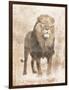 African Lion-Jace Grey-Framed Art Print