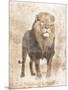 African Lion-Jace Grey-Mounted Art Print