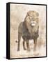 African Lion-Jace Grey-Framed Stretched Canvas