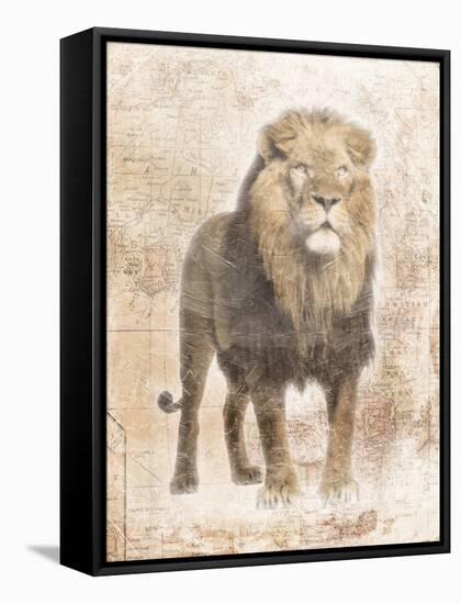 African Lion-Jace Grey-Framed Stretched Canvas
