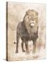 African Lion-Jace Grey-Stretched Canvas